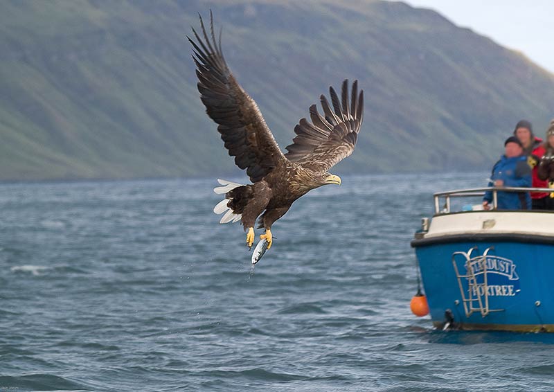 Sea-Eagle-Portree ©stardust boat trips